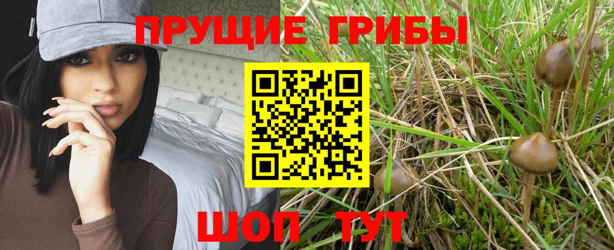Галлюциногенные грибы прущие грибы Георгиевск